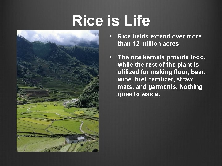 Rice is Life • Rice fields extend over more than 12 million acres • Rice is Life • Rice fields extend over more than 12 million acres •