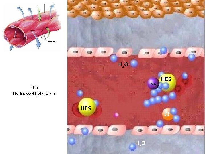 H 2 O Na HES Hydroxyethyl starch HES Cl H 2 O 
