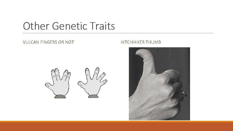 Other Genetic Traits VULCAN FINGERS OR NOT HITCHHIKER THUMB 