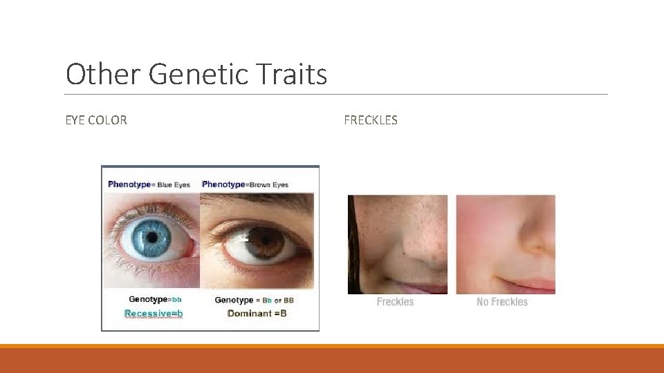 Other Genetic Traits EYE COLOR FRECKLES 