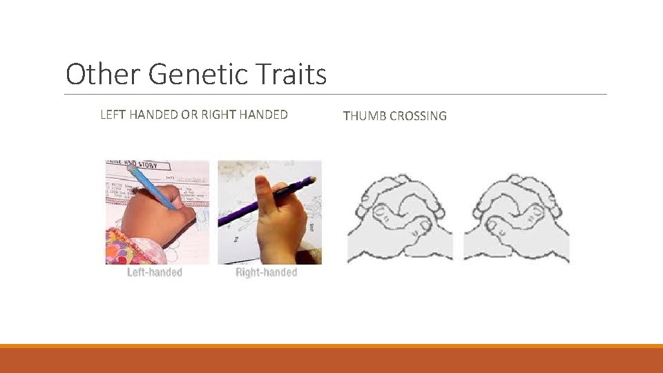 Other Genetic Traits LEFT HANDED OR RIGHT HANDED THUMB CROSSING 