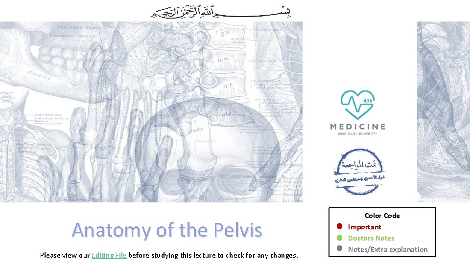 Anatomy of the Pelvis Please view our Editing File before studying this lecture to