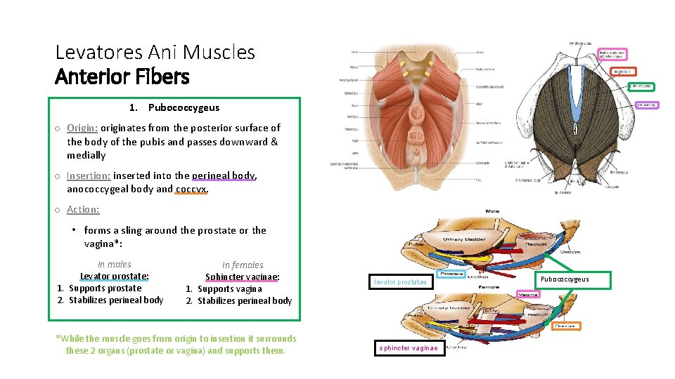 Levatores Ani Muscles Anterior Fibers 1. Pubococcygeus o Origin: originates from the posterior surface