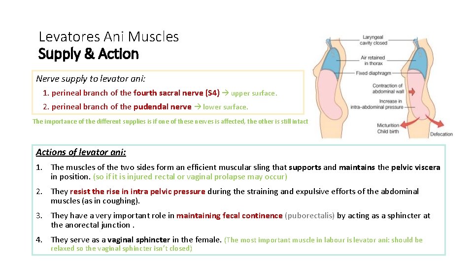 Levatores Ani Muscles Supply & Action Nerve supply to levator ani: 1. perineal branch