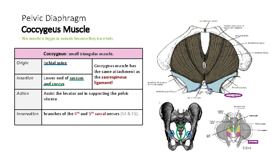 Pelvic Diaphragm Coccygeus Muscle This muscle is bigger in animals because they have tails.