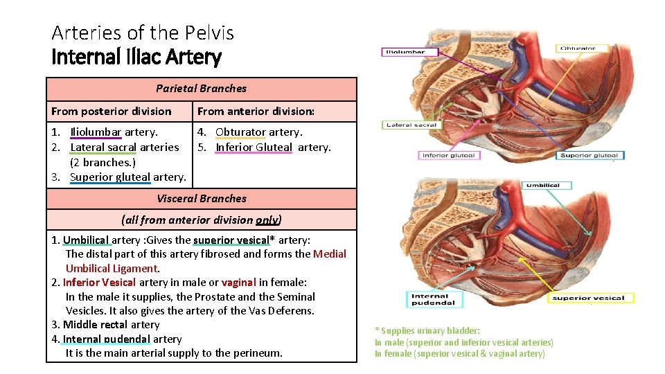 Arteries of the Pelvis Internal Iliac Artery Parietal Branches From posterior division From anterior