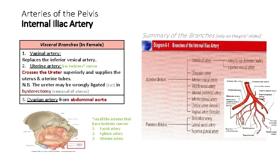 Arteries of the Pelvis Internal Iliac Artery Summary of the Branches (only on the