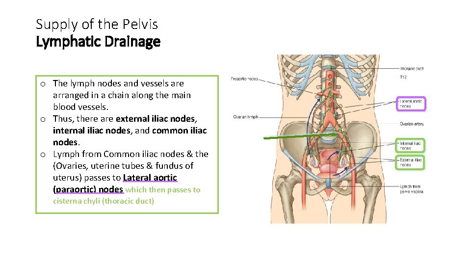 Supply of the Pelvis Lymphatic Drainage o The lymph nodes and vessels are arranged