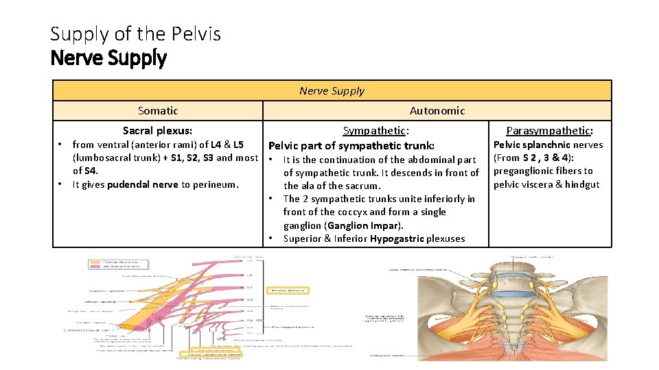 Supply of the Pelvis Nerve Supply Somatic • • Sacral plexus: Autonomic Sympathetic: Pelvic