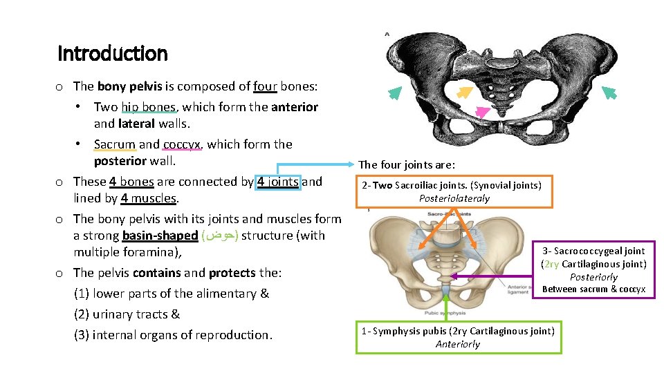 Introduction o The bony pelvis is composed of four bones: • Two hip bones,