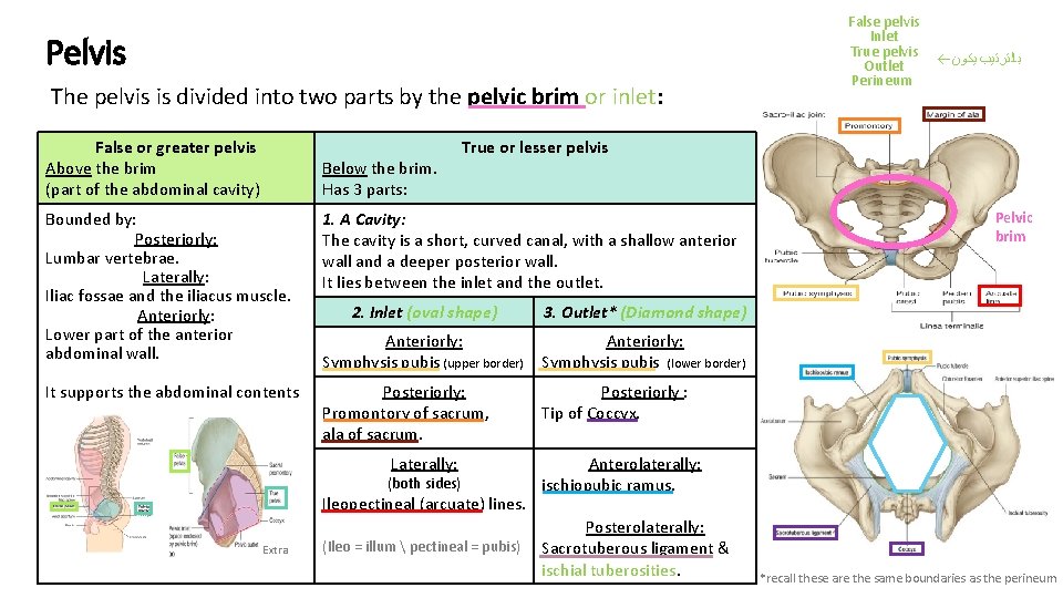 Pelvis The pelvis is divided into two parts by the pelvic brim or inlet: