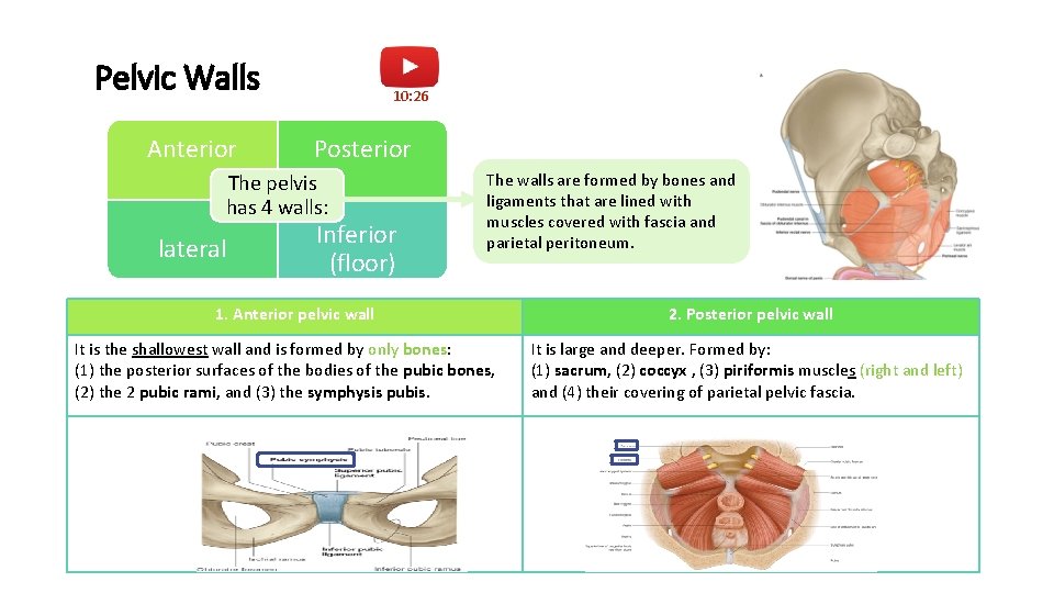 Pelvic Walls Anterior 10: 26 Posterior The pelvis has 4 walls: lateral Inferior (floor)