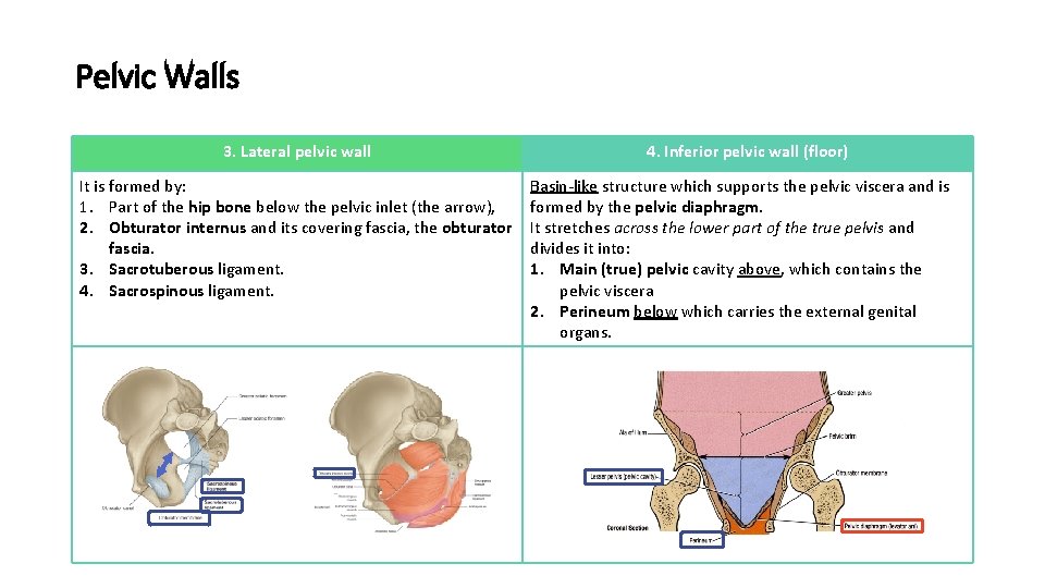 Pelvic Walls 3. Lateral pelvic wall It is formed by: 1. Part of the