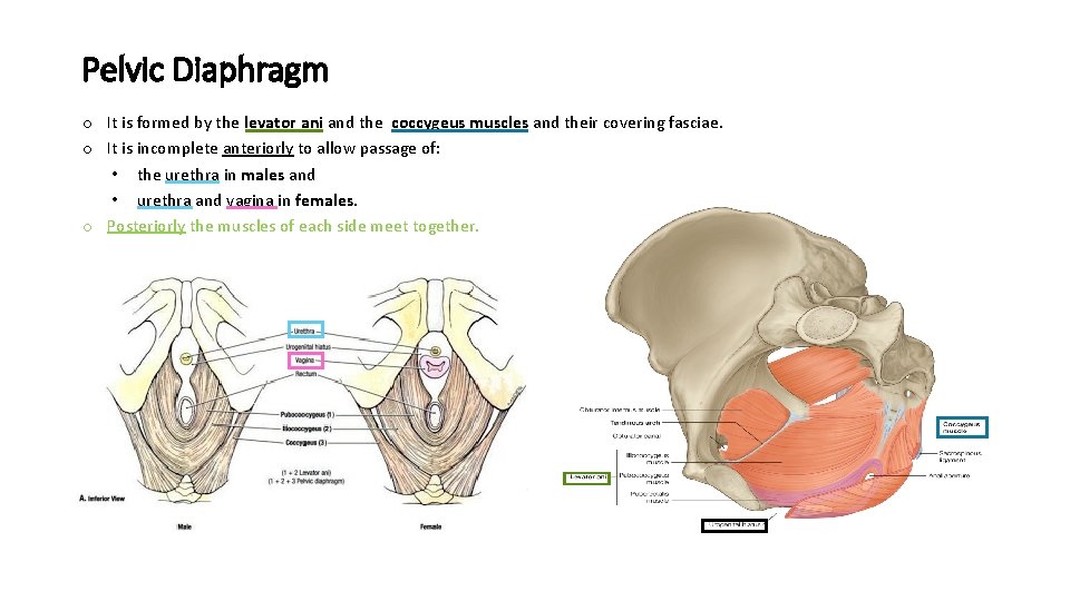 Pelvic Diaphragm o It is formed by the levator ani and the coccygeus muscles