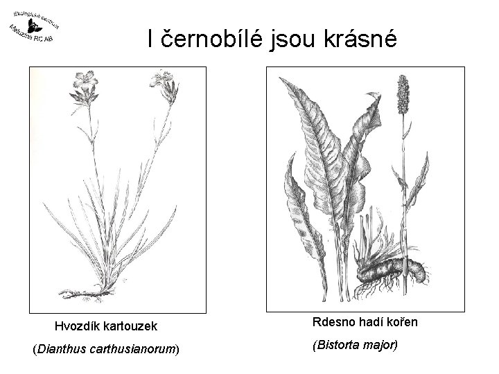 I černobílé jsou krásné Hvozdík kartouzek (Dianthus carthusianorum) Rdesno hadí kořen (Bistorta major) 