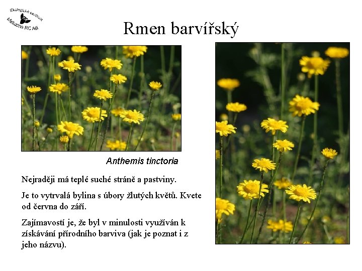 Rmen barvířský Anthemis tinctoria Nejraději má teplé suché stráně a pastviny. Je to vytrvalá