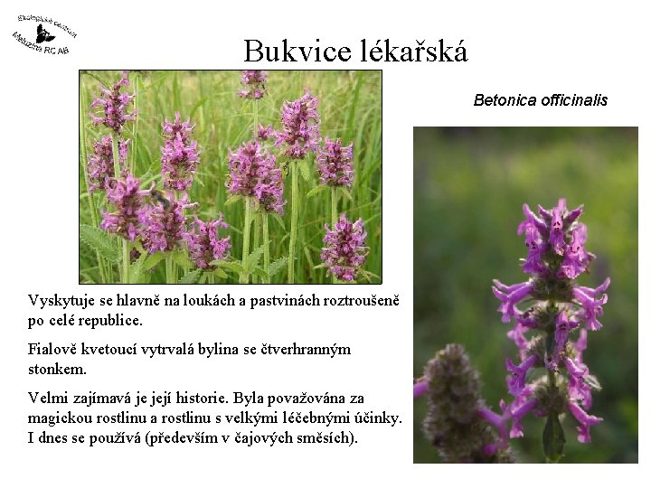 Bukvice lékařská Betonica officinalis Vyskytuje se hlavně na loukách a pastvinách roztroušeně po celé