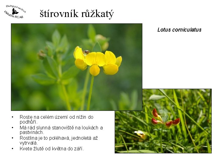 štírovník růžkatý Lotus corniculatus • • Roste na celém území od nížin do podhůří.