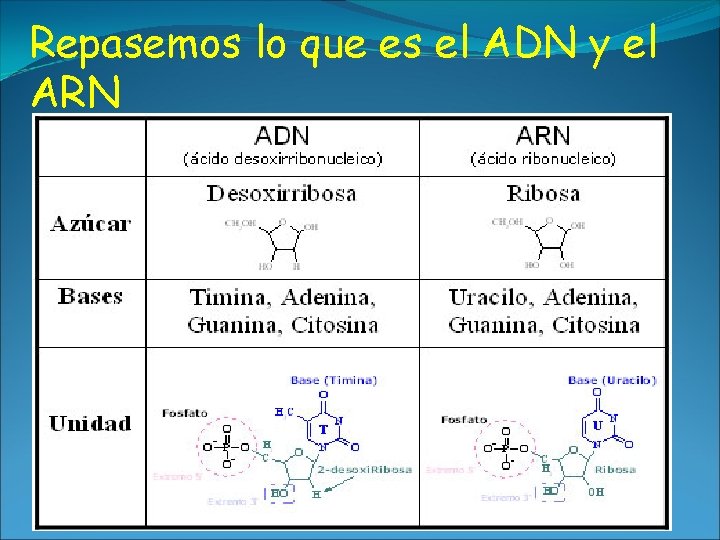 Repasemos lo que es el ADN y el ARN 