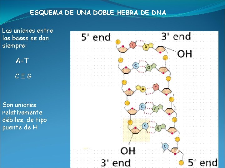 ESQUEMA DE UNA DOBLE HEBRA DE DNA Las uniones entre las bases se dan