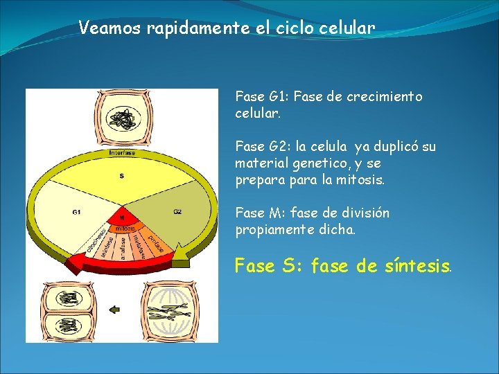 Veamos rapidamente el ciclo celular Fase G 1: Fase de crecimiento celular. Fase G