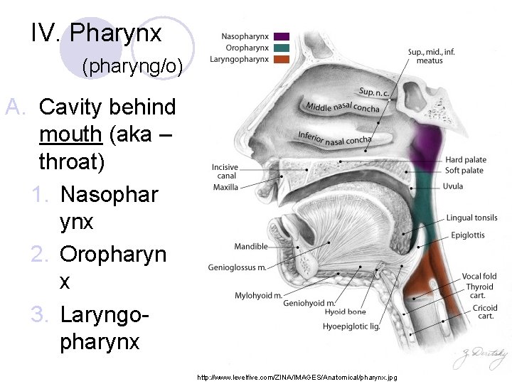 IV. Pharynx (pharyng/o) A. Cavity behind mouth (aka – throat) 1. Nasophar ynx 2.