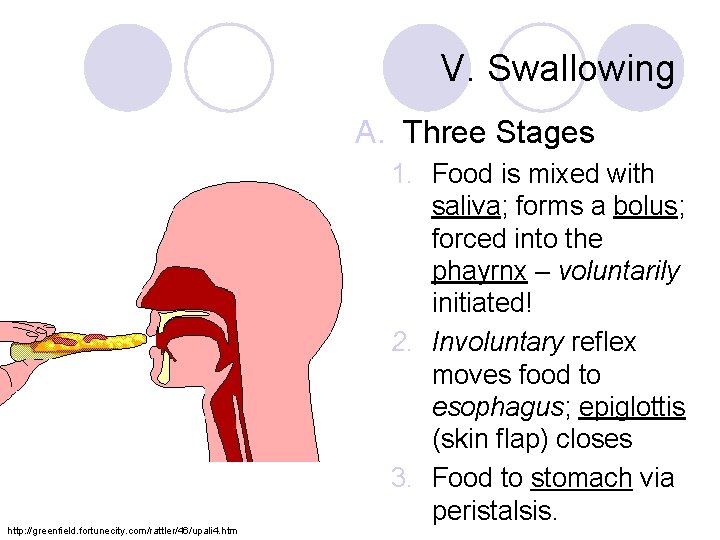 V. Swallowing A. Three Stages http: //greenfield. fortunecity. com/rattler/46/upali 4. htm 1. Food is