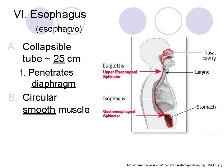 VI. Esophagus (esophag/o) A. Collapsible tube ~ 25 cm 1. Penetrates diaphragm B. Circular
