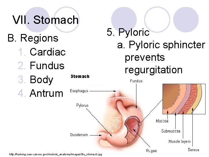 VII. Stomach B. Regions 1. Cardiac 2. Fundus 3. Body 4. Antrum http: //training.