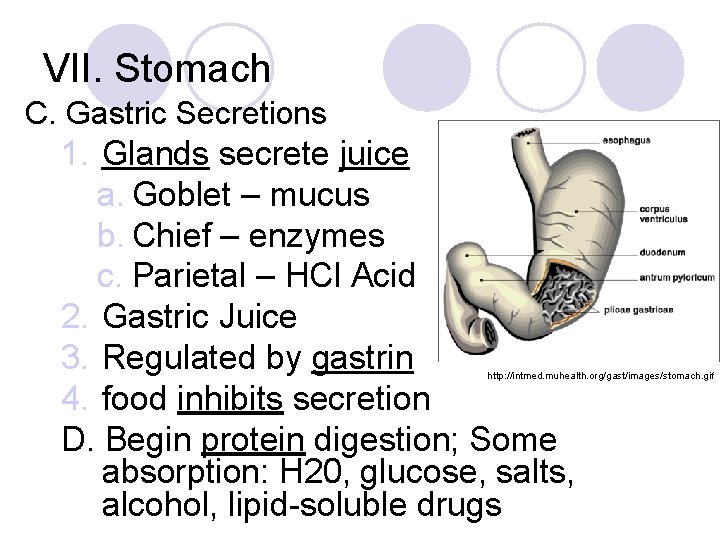 VII. Stomach C. Gastric Secretions 1. Glands secrete juice a. Goblet – mucus b.