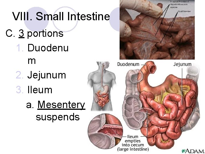 VIII. Small Intestine C. 3 portions 1. Duodenu m 2. Jejunum 3. Ileum a.