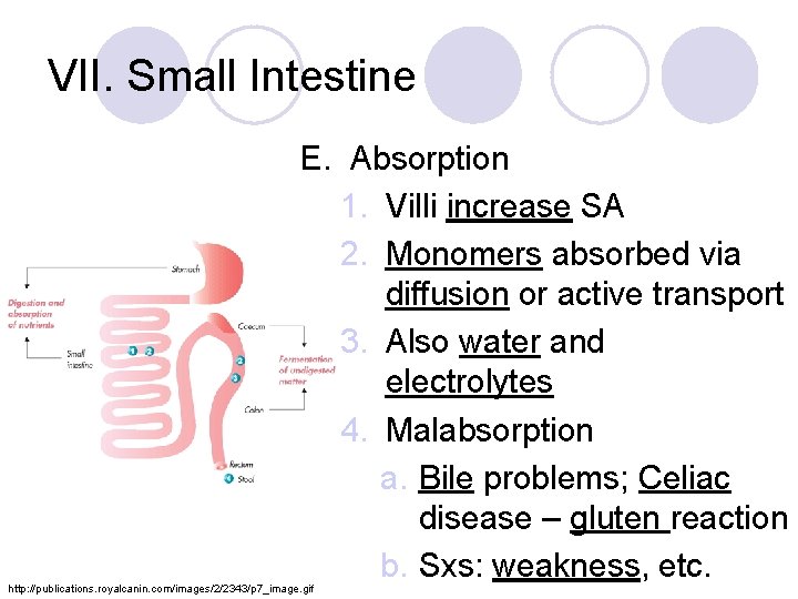 VII. Small Intestine E. Absorption 1. Villi increase SA 2. Monomers absorbed via diffusion