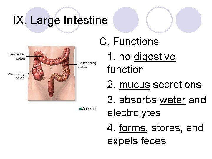 IX. Large Intestine C. Functions 1. no digestive function 2. mucus secretions 3. absorbs