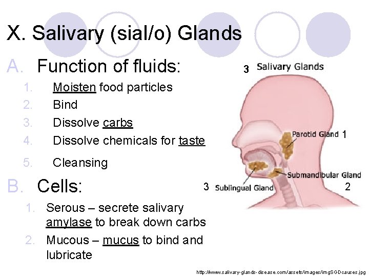 X. Salivary (sial/o) Glands A. Function of fluids: 3 1. 2. 3. 4. Moisten