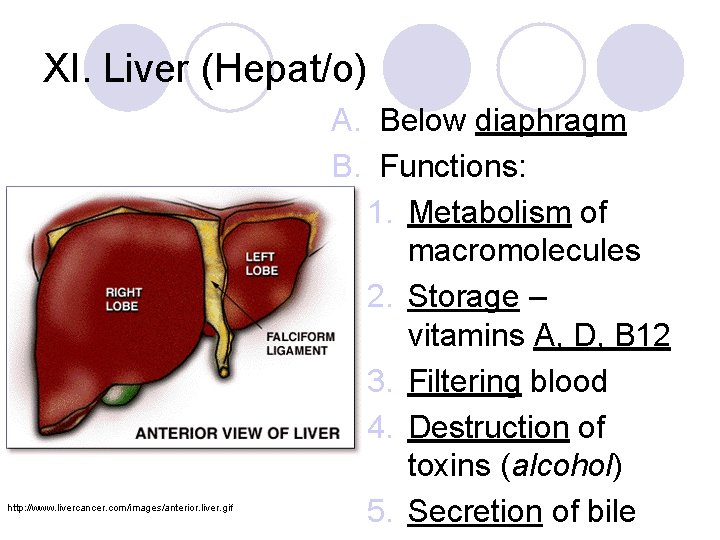 XI. Liver (Hepat/o) http: //www. livercancer. com/images/anterior. liver. gif A. Below diaphragm B. Functions: