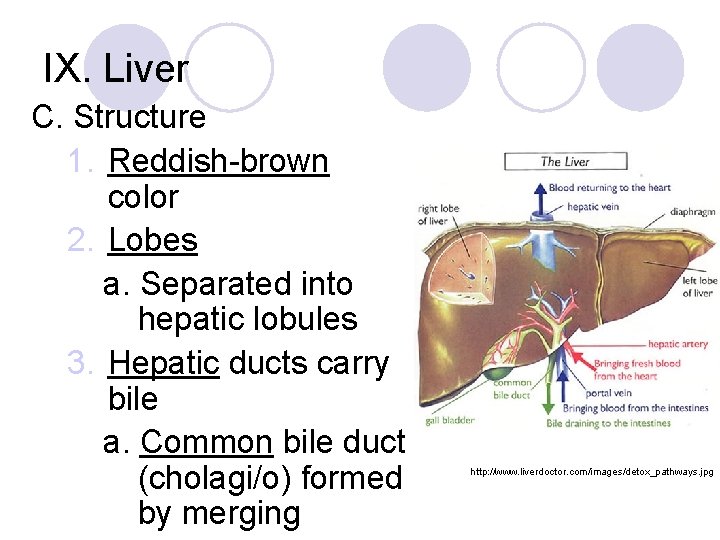 IX. Liver C. Structure 1. Reddish-brown color 2. Lobes a. Separated into hepatic lobules