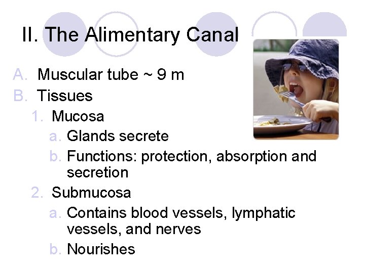 II. The Alimentary Canal A. Muscular tube ~ 9 m B. Tissues 1. Mucosa