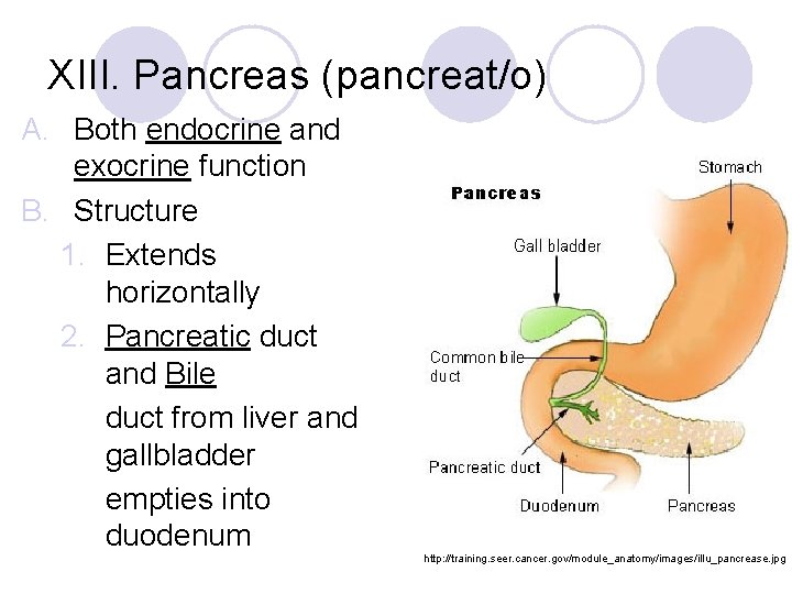 XIII. Pancreas (pancreat/o) A. Both endocrine and exocrine function B. Structure 1. Extends horizontally