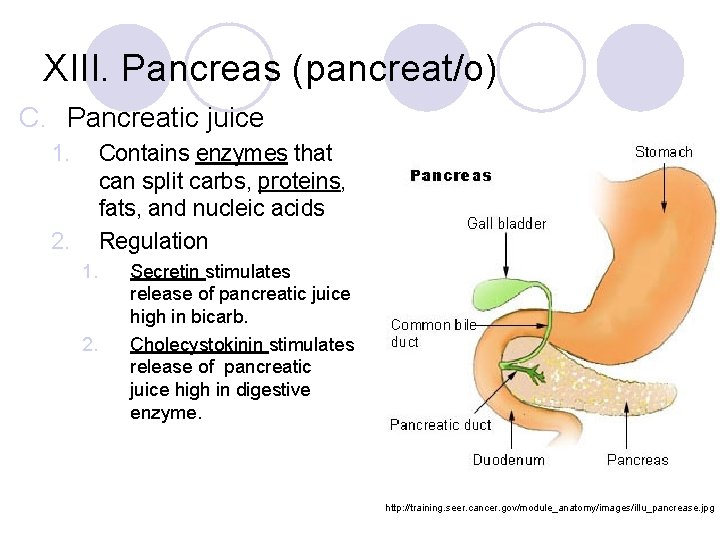 XIII. Pancreas (pancreat/o) C. Pancreatic juice 1. Contains enzymes that can split carbs, proteins,