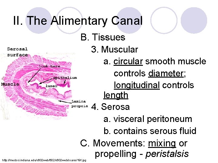 II. The Alimentary Canal B. Tissues 3. Muscular a. circular smooth muscle controls diameter;