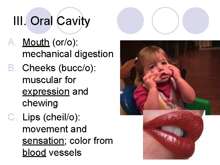 III. Oral Cavity A. Mouth (or/o): mechanical digestion B. Cheeks (bucc/o): muscular for expression