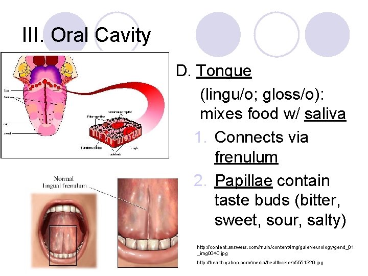 III. Oral Cavity D. Tongue (lingu/o; gloss/o): mixes food w/ saliva 1. Connects via