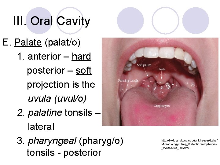 III. Oral Cavity E. Palate (palat/o) 1. anterior – hard posterior – soft projection