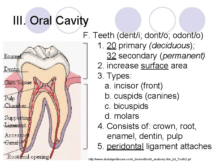 III. Oral Cavity F. Teeth (dent/i; dont/o; odont/o) 1. 20 primary (deciduous); 32 secondary