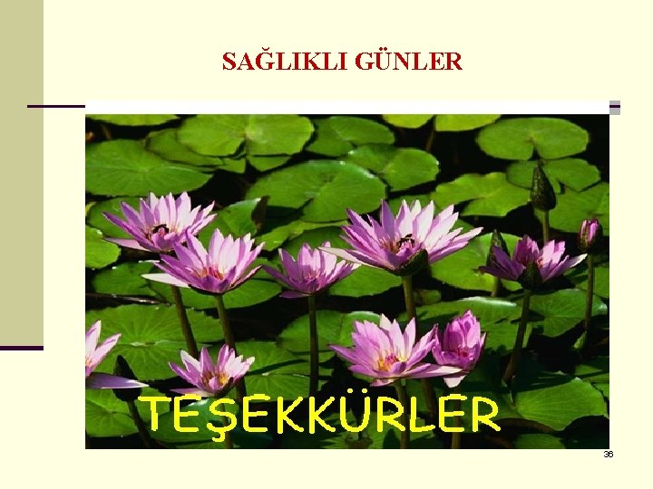 SAĞLIKLI GÜNLER 36 