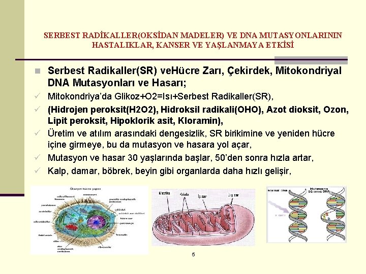 SERBEST RADİKALLER(OKSİDAN MADELER) VE DNA MUTASYONLARININ HASTALIKLAR, KANSER VE YAŞLANMAYA ETKİSİ n Serbest Radikaller(SR)