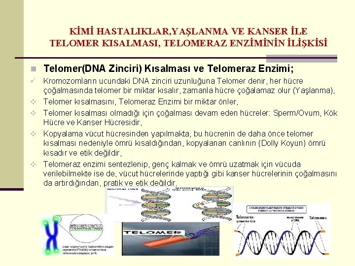 KİMİ HASTALIKLAR, YAŞLANMA VE KANSER İLE TELOMER KISALMASI, TELOMERAZ ENZİMİNİN İLİŞKİSİ n Telomer(DNA Zinciri)