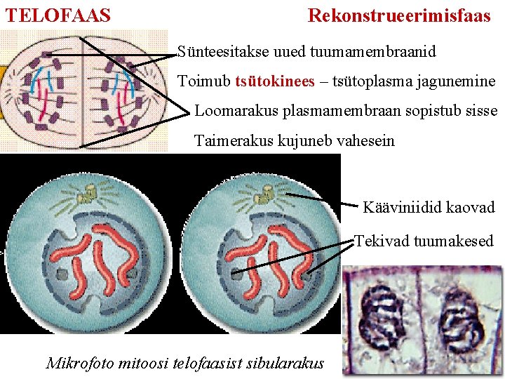 TELOFAAS Rekonstrueerimisfaas Sünteesitakse uued tuumamembraanid Toimub tsütokinees – tsütoplasma jagunemine Loomarakus plasmamembraan sopistub sisse