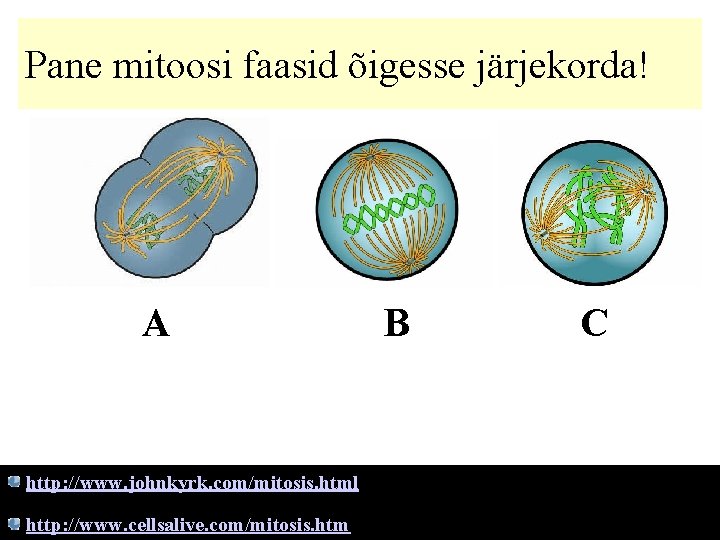 Pane mitoosi faasid õigesse järjekorda! A http: //www. johnkyrk. com/mitosis. html http: //www. cellsalive.