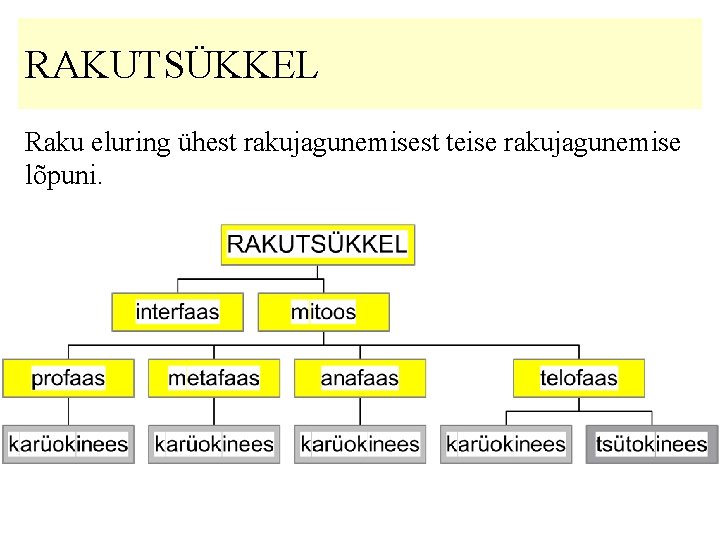 RAKUTSÜKKEL Raku eluring ühest rakujagunemisest teise rakujagunemise lõpuni. 